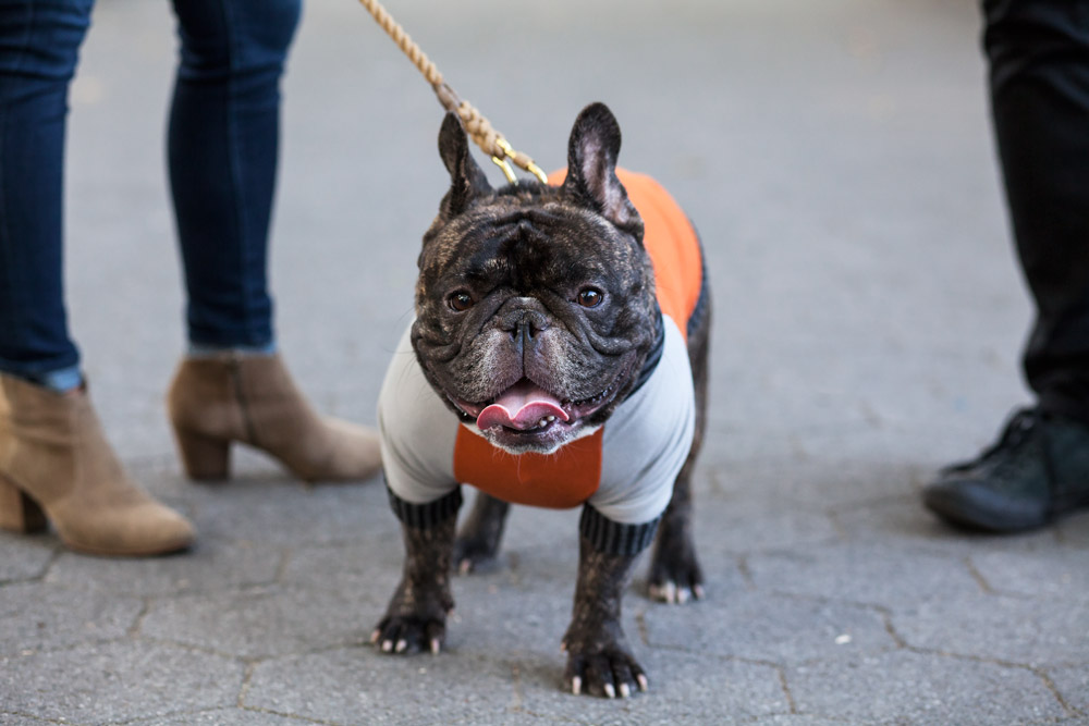 PetYen Training your dog New York City Preparing for a baby Central Park Corporate Catwalk New York City Blogger French Bulldog How to find a Pet Trainer in NYC